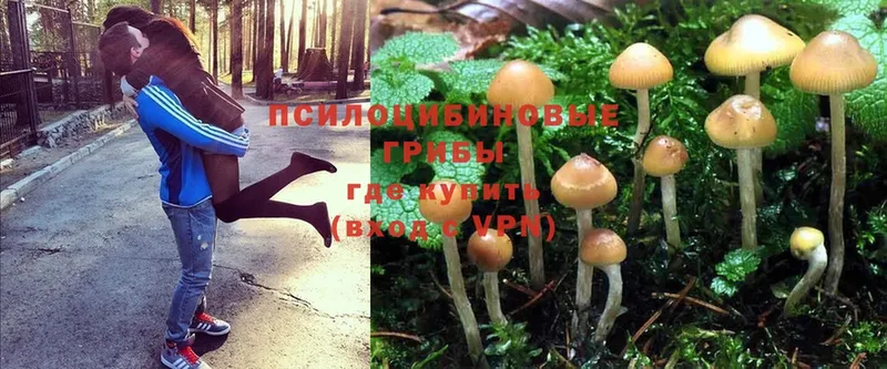 где купить наркотик  МЕГА онион  Псилоцибиновые грибы Psilocybe  Гуково 